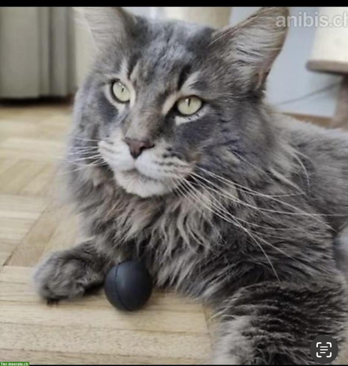 Bild 2: Sehr schöner Maine Coon Deckkater