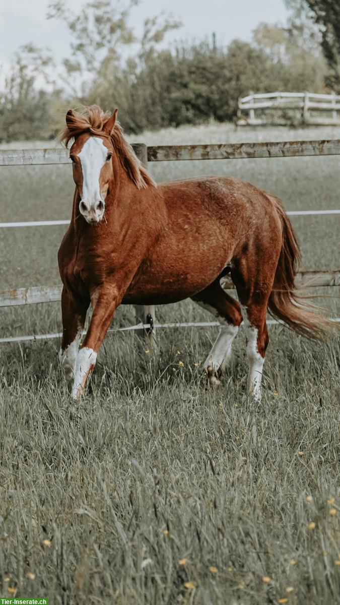 Biete Tierfotografie an, mit euren Liebsten