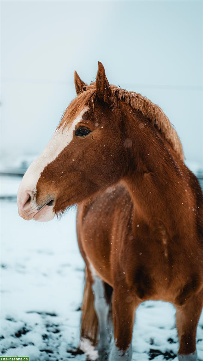 Bild 2: Biete Tierfotografie an, mit euren Liebsten