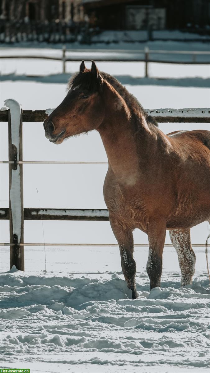 Bild 7: Biete Tierfotografie an, mit euren Liebsten