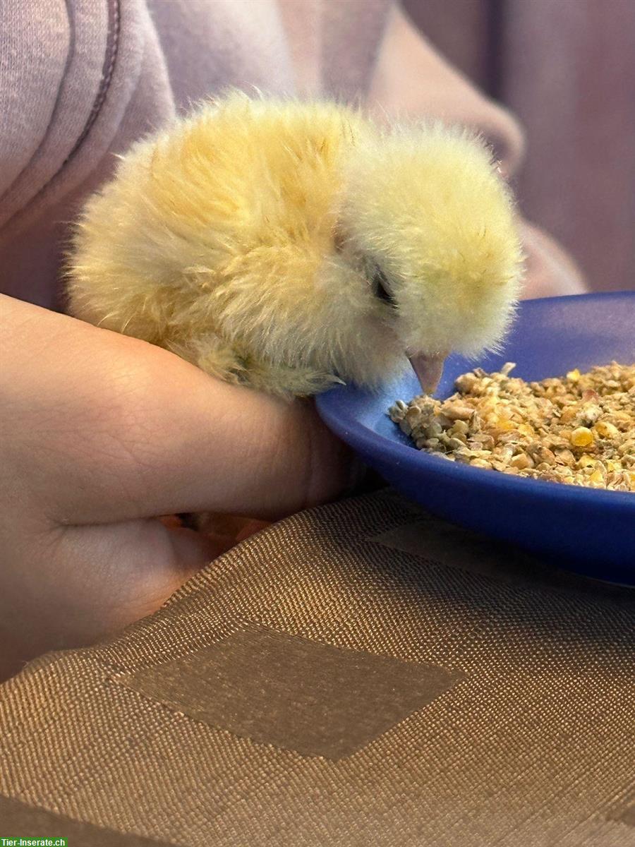 Seidenhuhn Küken dringend gesucht