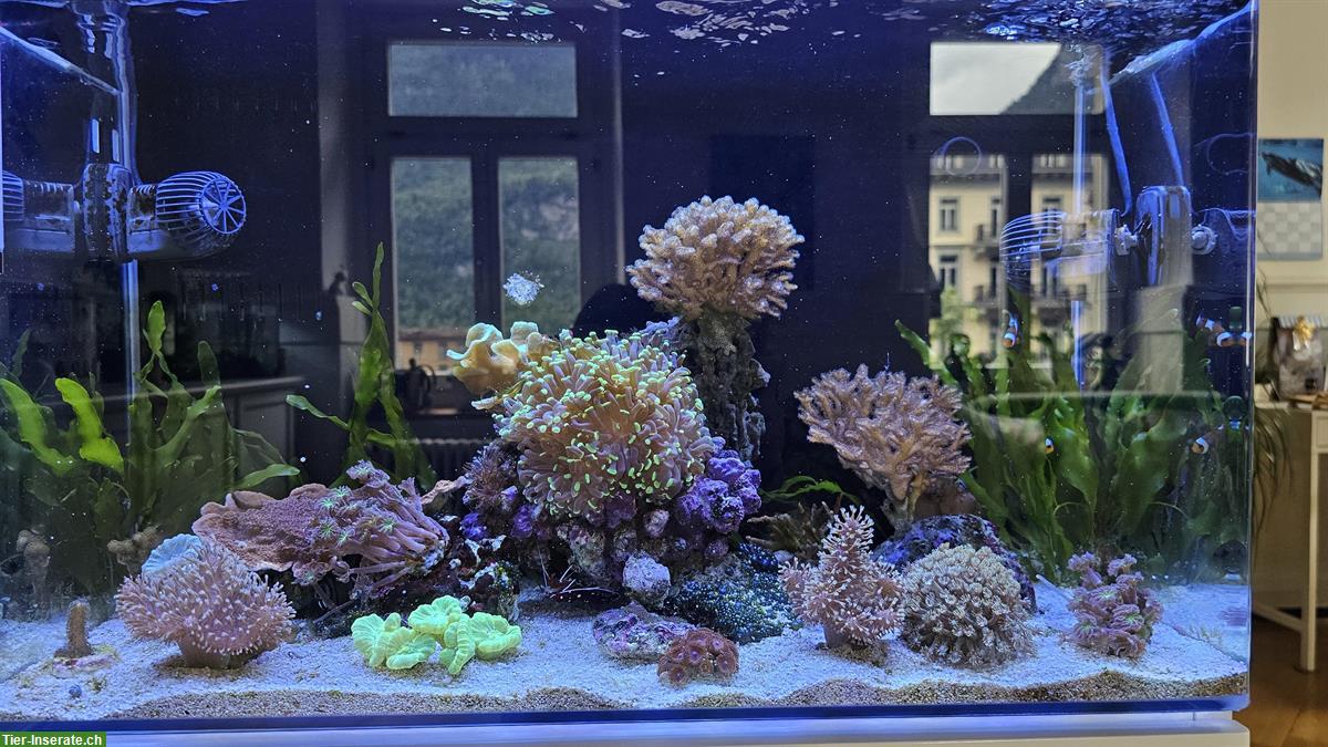 Bild 10: Meerwasseraquarium mit Korallen, Fischen & Zubehör