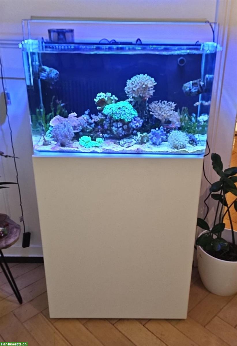 Bild 2: Meerwasseraquarium mit Korallen, Fischen & Zubehör