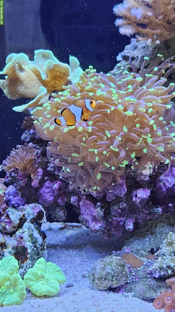 Bild 3: Meerwasseraquarium mit Korallen, Fischen & Zubehör