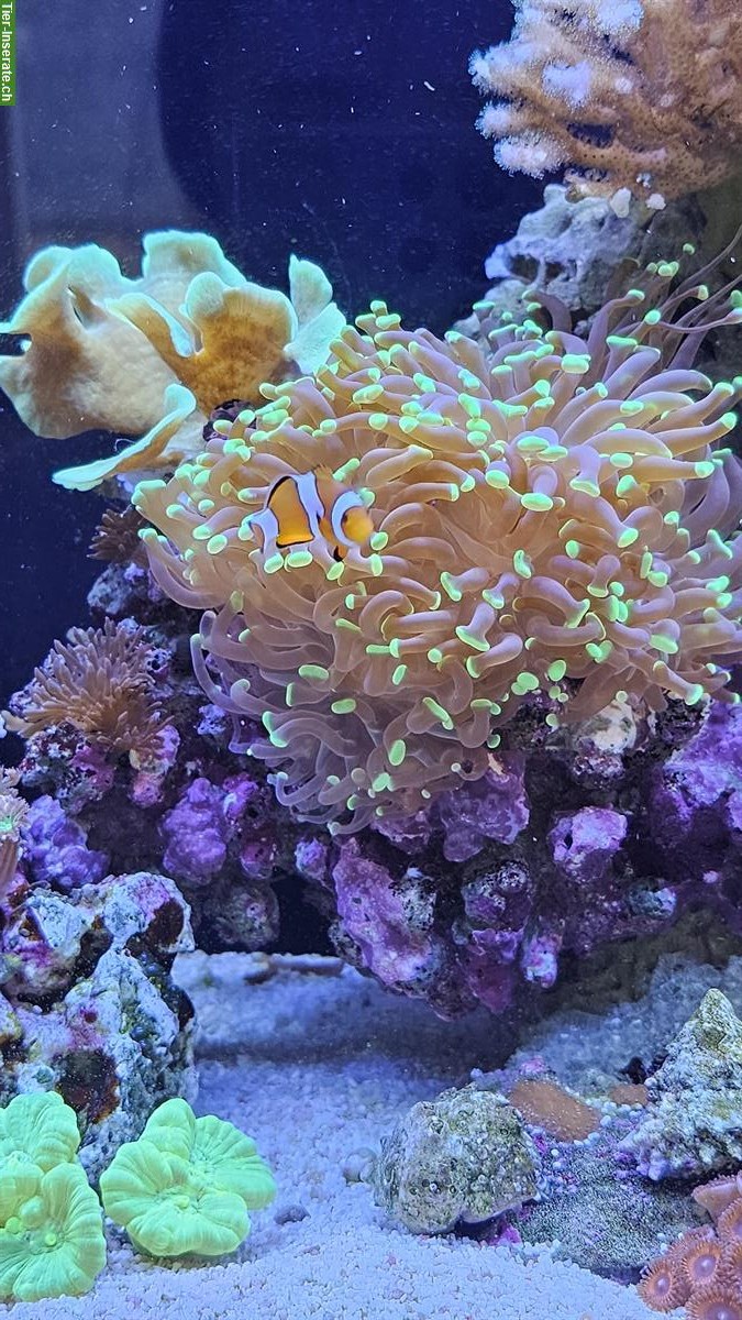 Bild 4: Meerwasseraquarium mit Korallen, Fischen & Zubehör