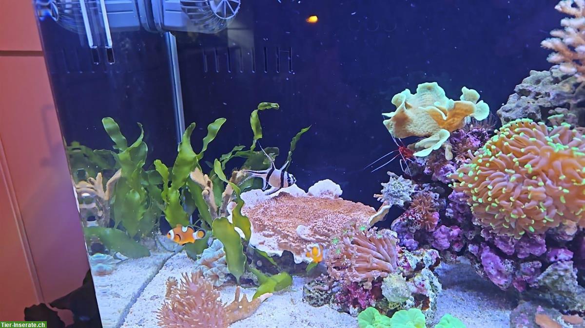 Bild 8: Meerwasseraquarium mit Korallen, Fischen & Zubehör