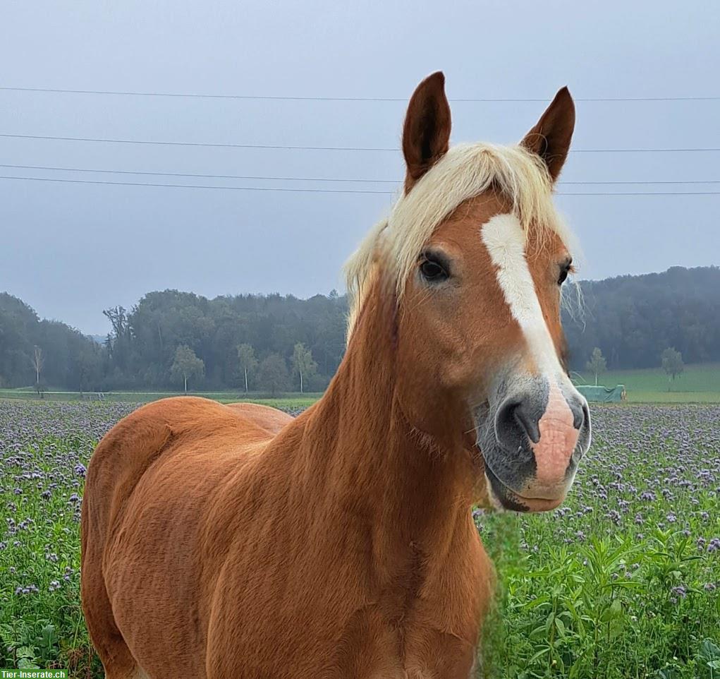 Reitbeteiligung für Haflinger Stute in Dörflingen SH