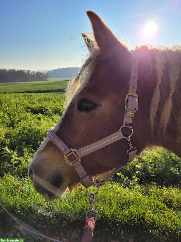 Bild 2: Reitbeteiligung für Haflinger Stute in Dörflingen SH