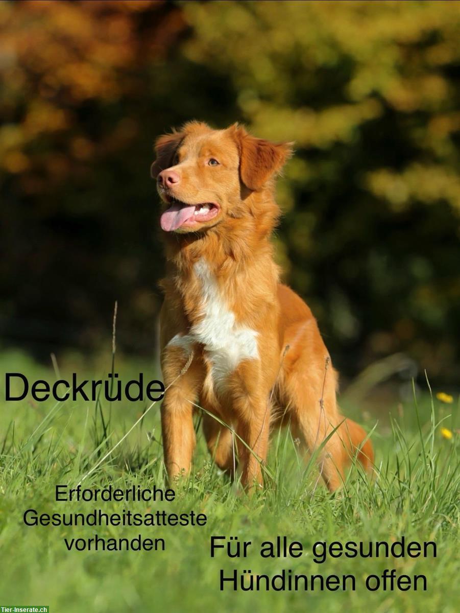 Nova Scotia Duck Tolling Retriever Deckrüde, nicht zum Verkauf!