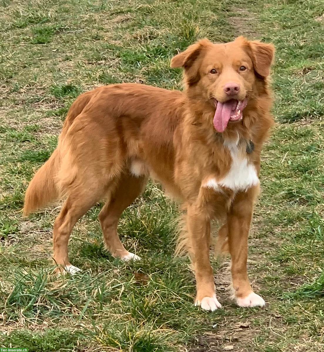 Bild 2: Nova Scotia Duck Tolling Retriever Deckrüde, nicht zum Verkauf!