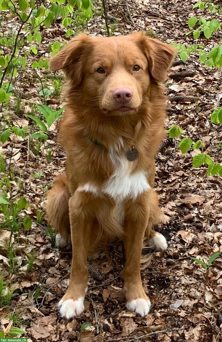 Bild 3: Nova Scotia Duck Tolling Retriever Deckrüde, nicht zum Verkauf!