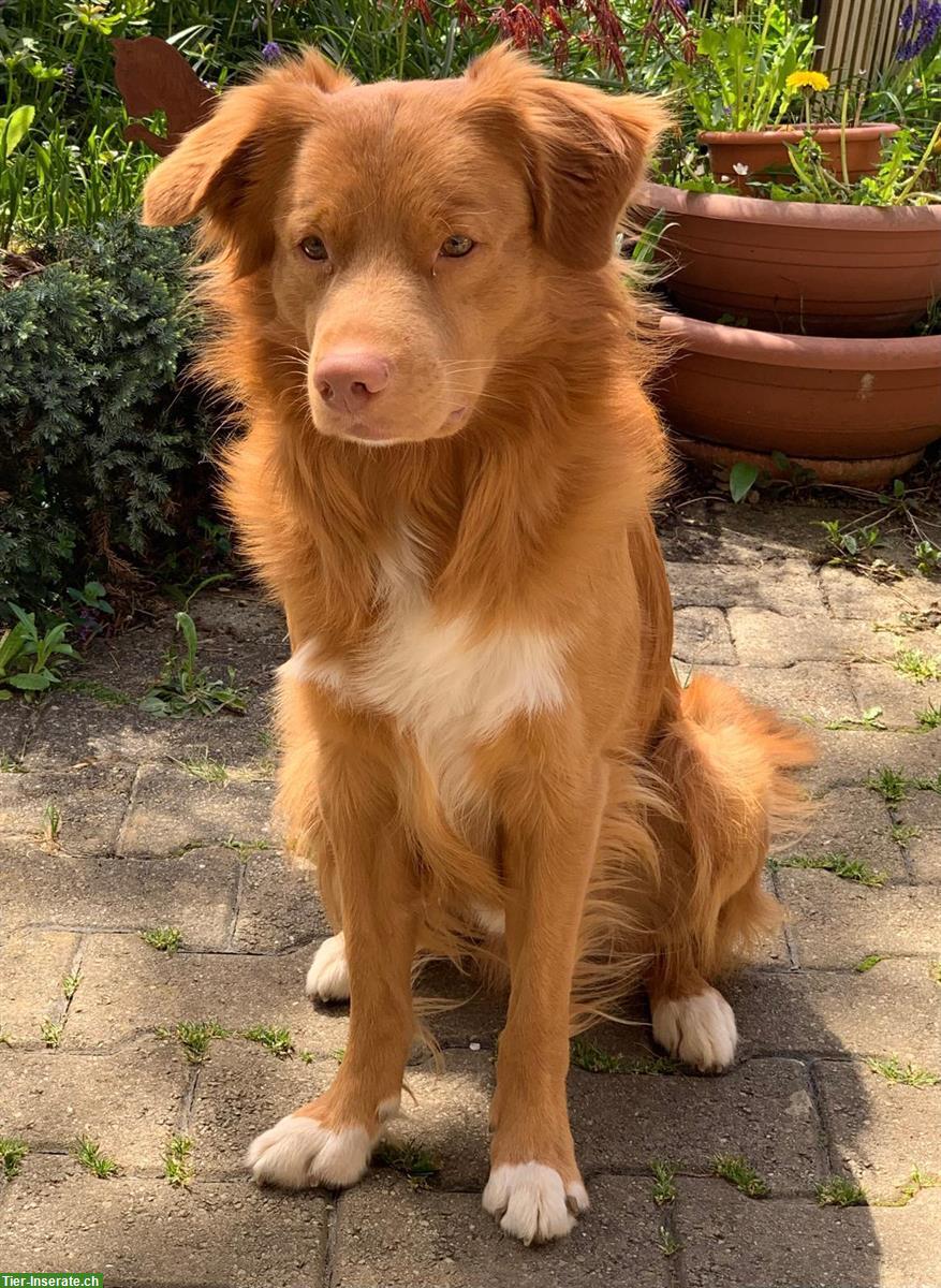 Bild 4: Nova Scotia Duck Tolling Retriever Deckrüde, nicht zum Verkauf!