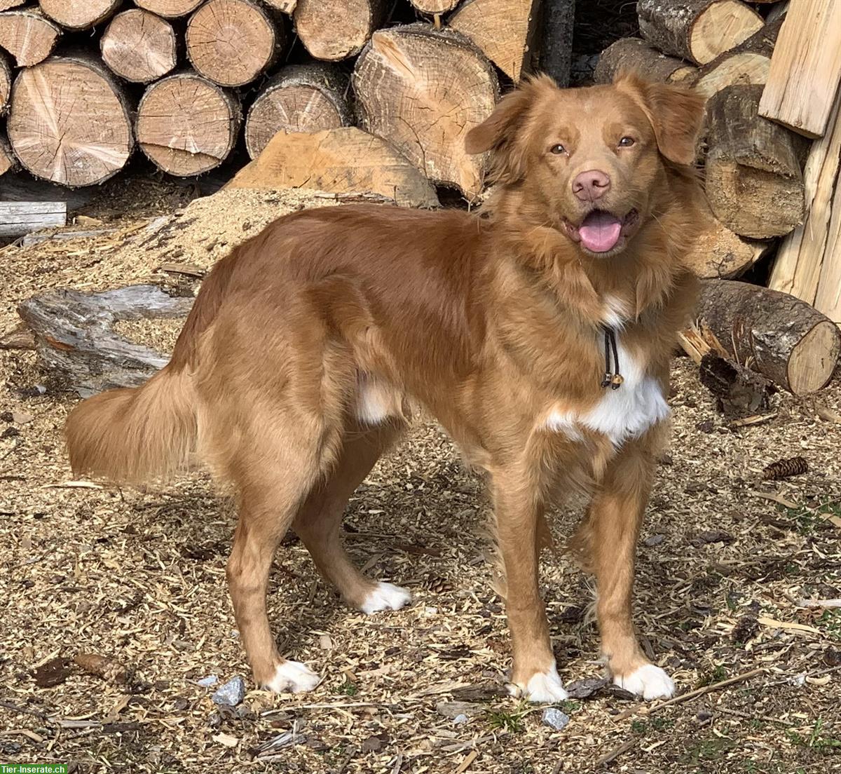 Bild 5: Nova Scotia Duck Tolling Retriever Deckrüde, nicht zum Verkauf!