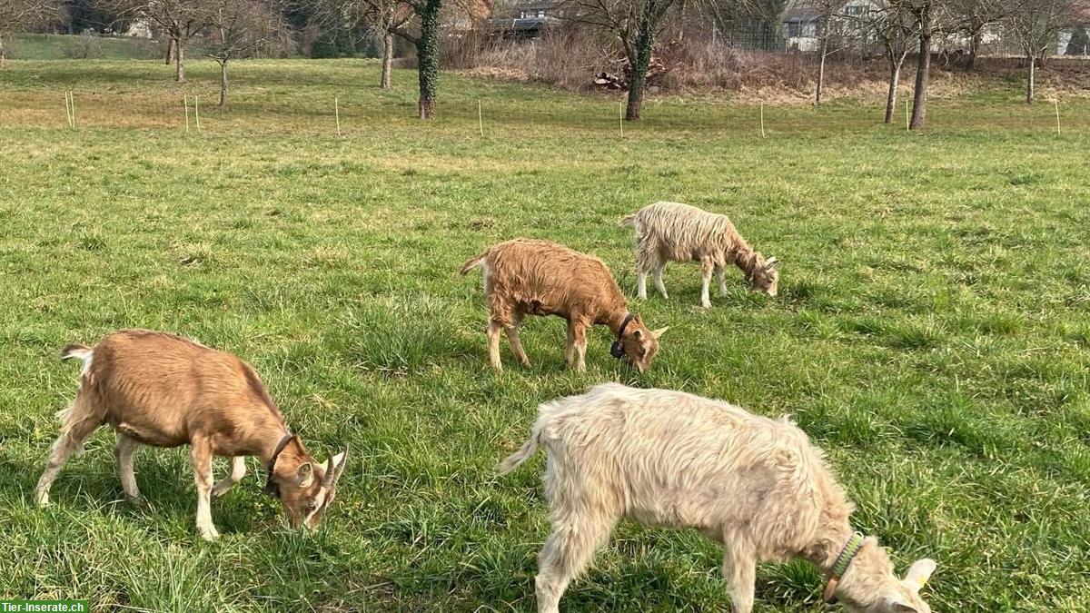 Toggenburger Ziegen und Mischlingsziegen abzugeben