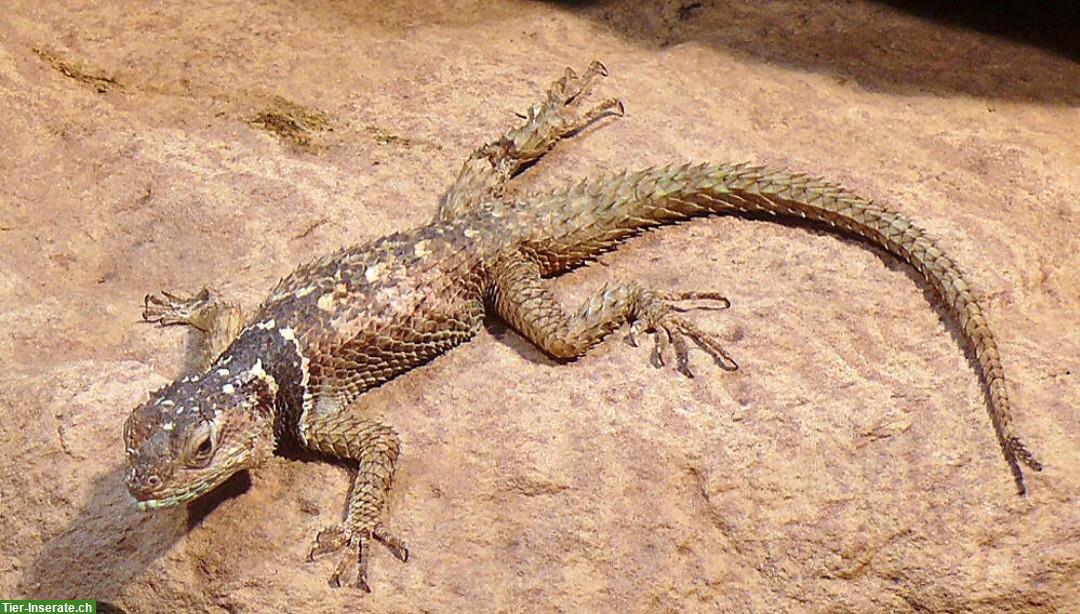 Stachelleguan Pärchen GESUCHT