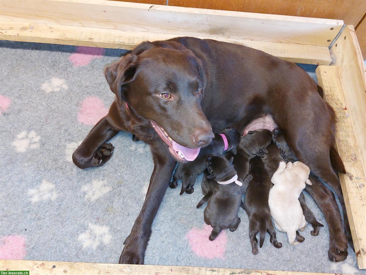 Bild 2: Tolle Labrador Welpen, Rüde und Hündinnen