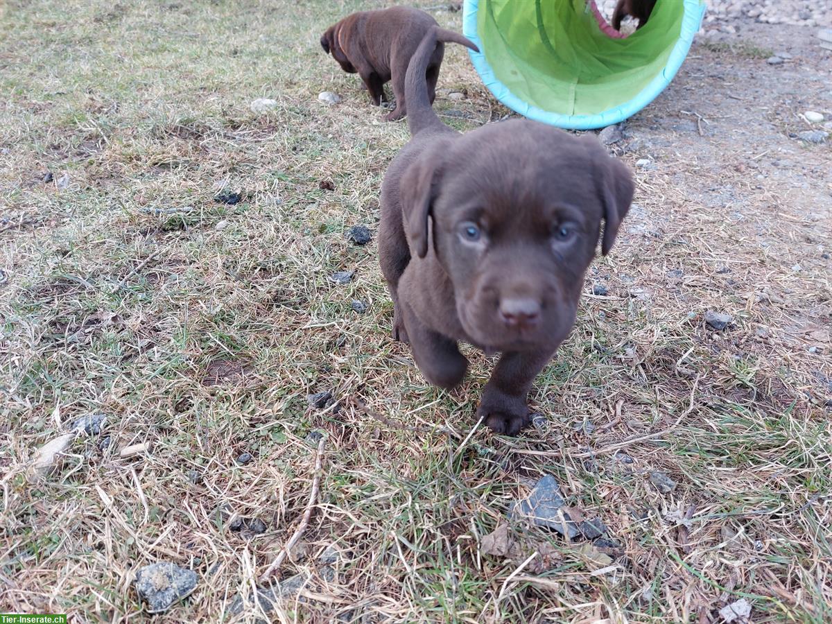 Bild 3: Tolle Labrador Welpen, Rüde und Hündinnen