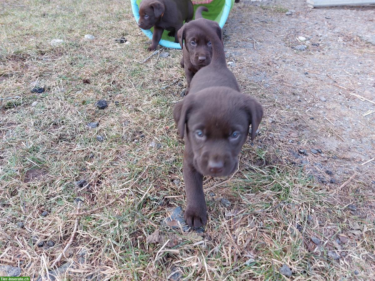 Bild 4: Tolle Labrador Welpen, Rüde und Hündinnen