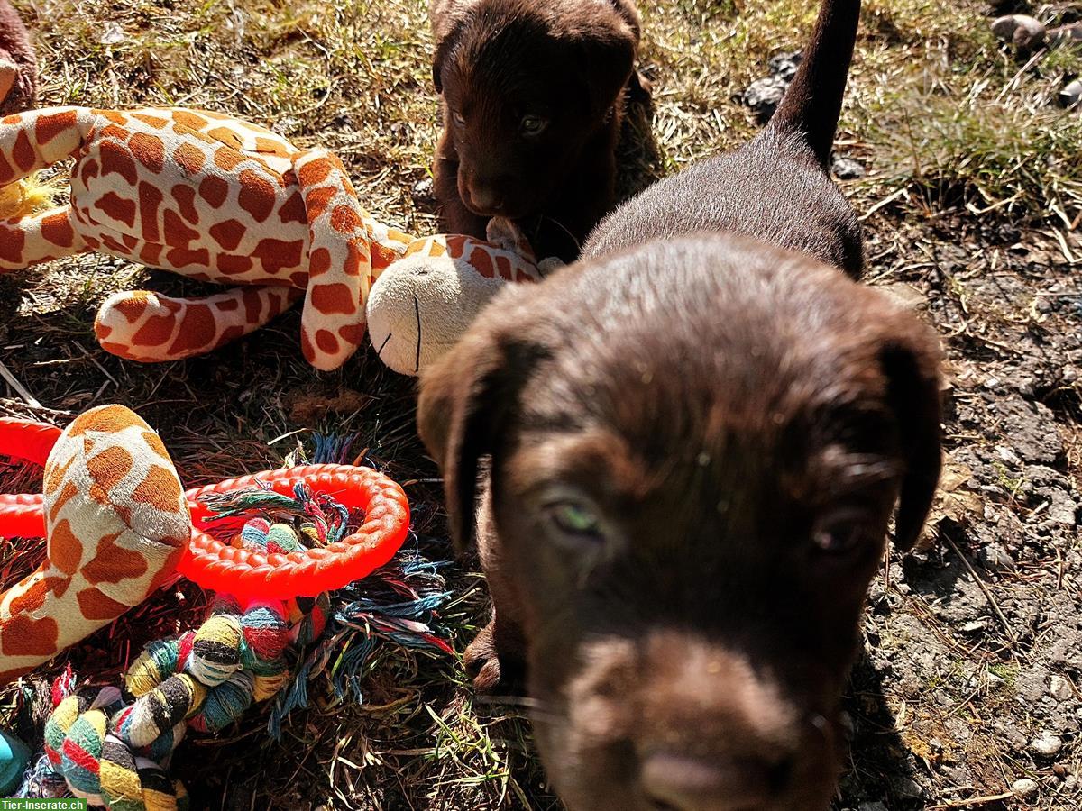 Bild 6: Tolle Labrador Welpen, Rüde und Hündinnen