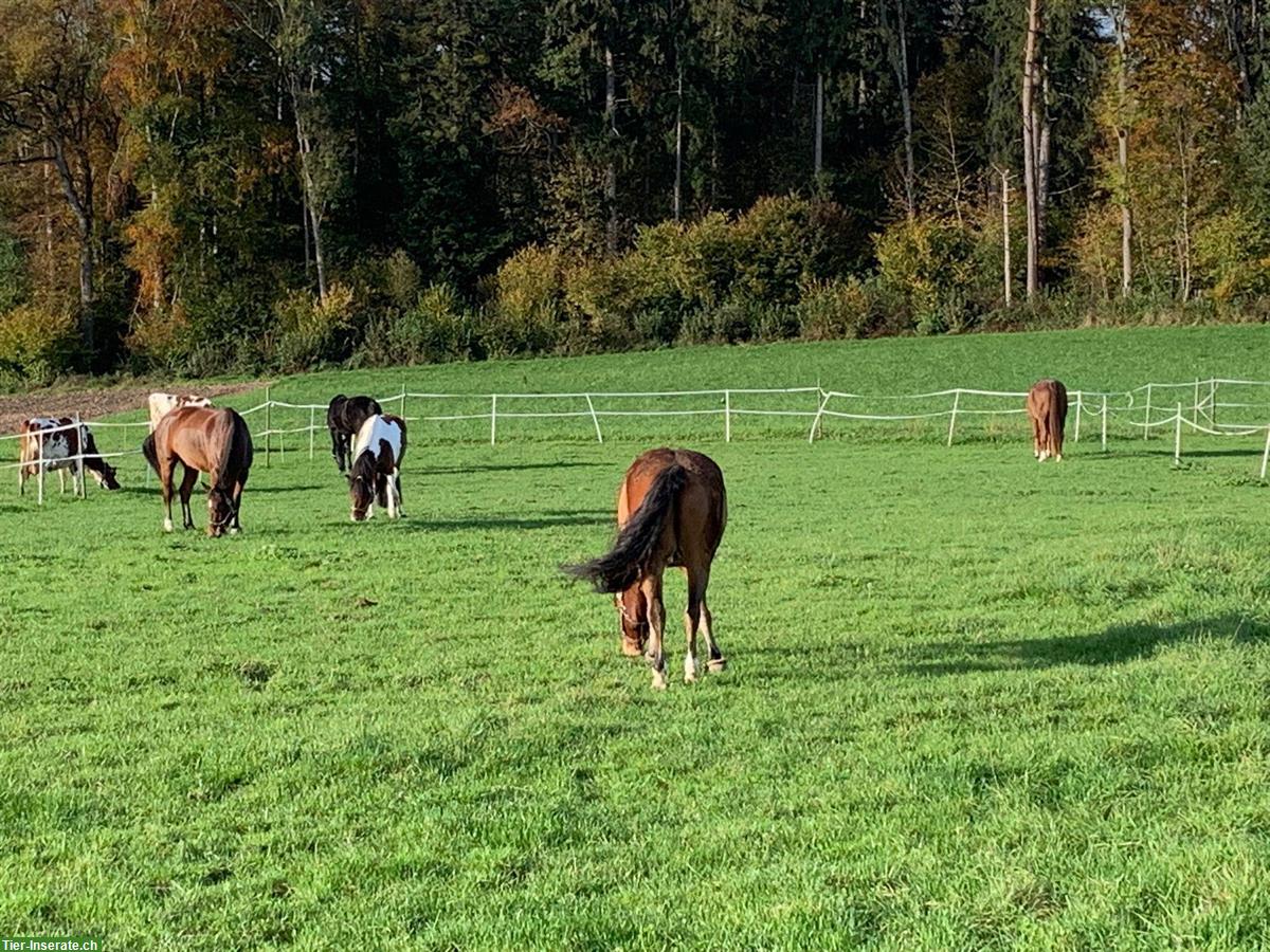 Pferdeboxe mit Auslauf in Muri AG