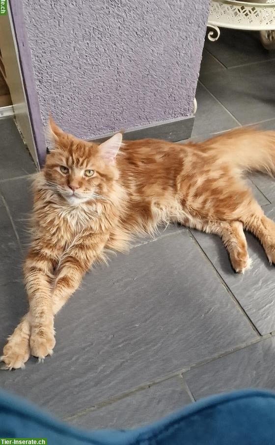 Maine Coon Deckkater mit Stammbaum