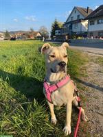 Ältere StaffBull Mix-Hündin, kastriert sucht Pflegeplatz oder Endplatz