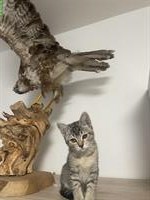 BHK Kitten weiblich zu verkaufen