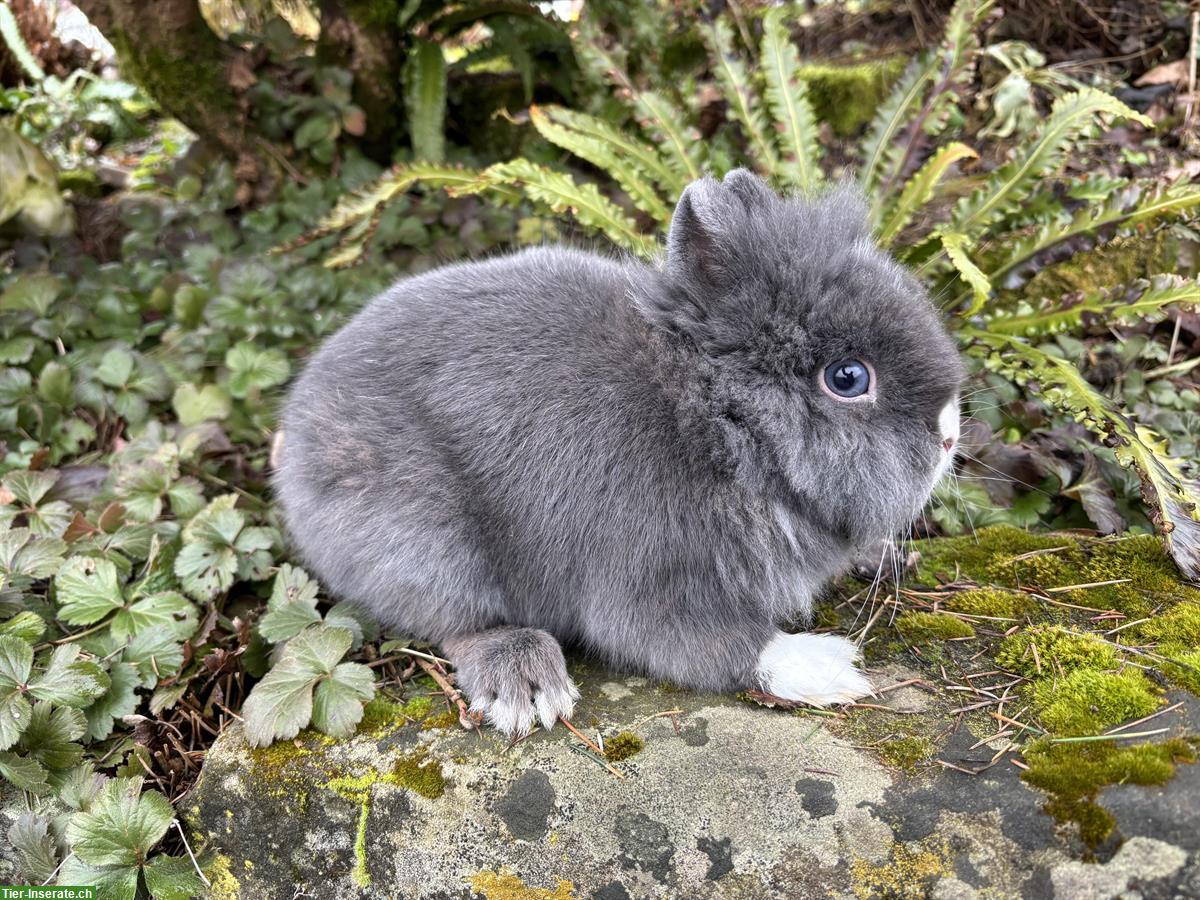 Bild 2: Löwenköpfli Kastrat sucht ein neues Zuhause