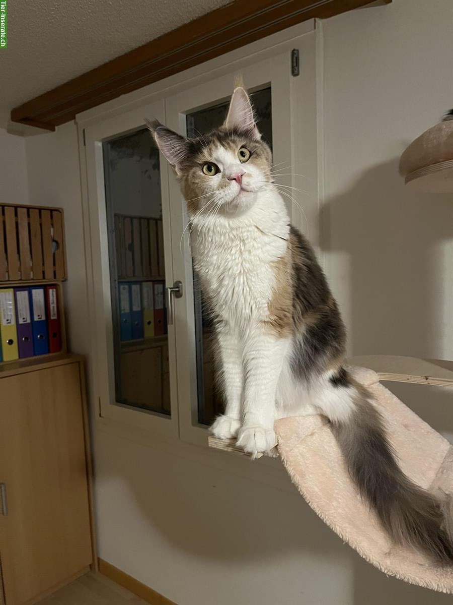 Reinrassiges Maine Coon Girl sucht Lebensplatz