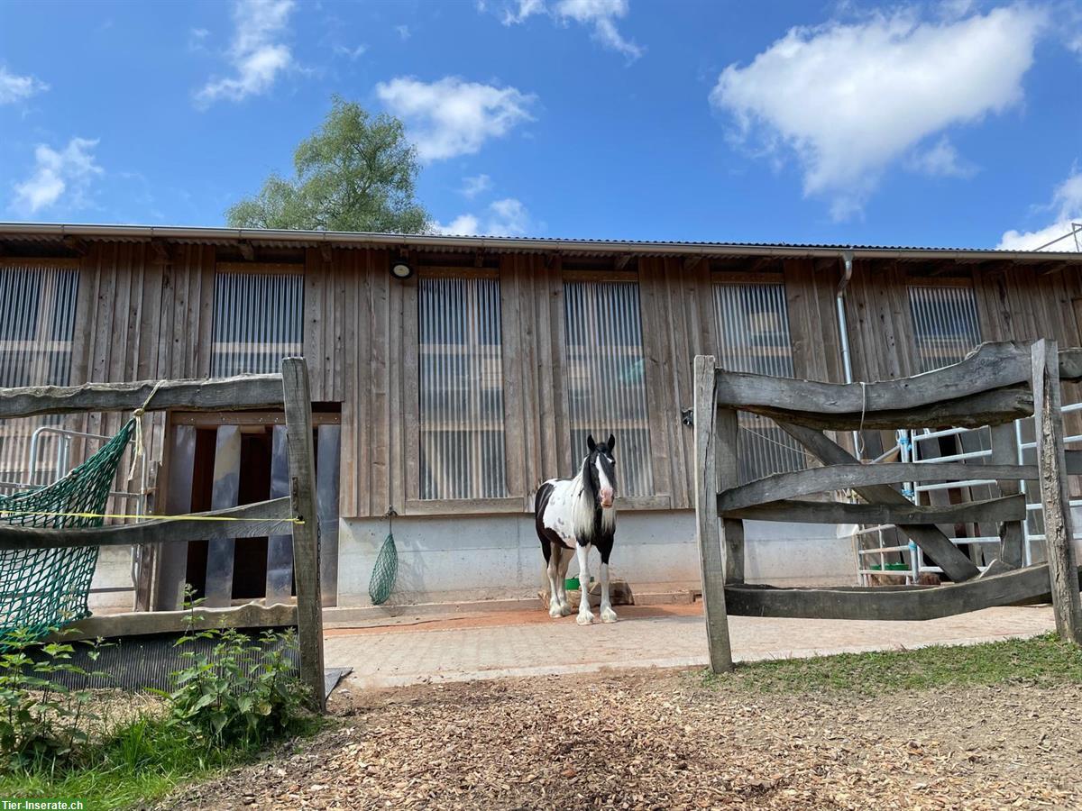 Toller Pensionsplatz in Offenstall bei Reitnau AG