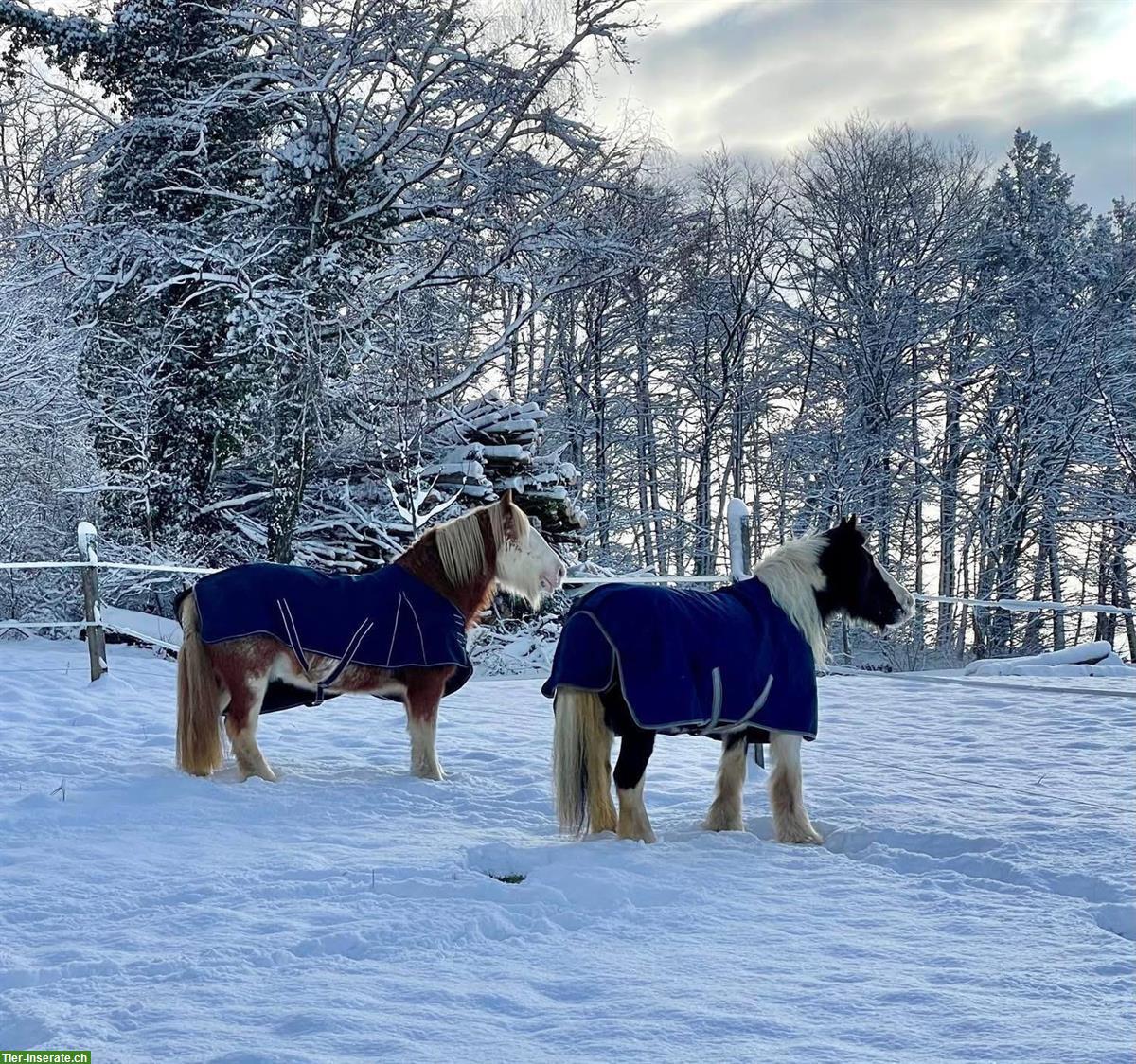 Bild 5: Toller Pensionsplatz in Offenstall bei Reitnau AG