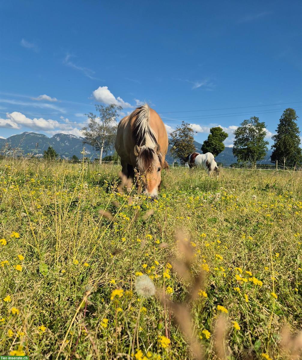 Bild 2: Pflege-/Reitbeteiligung für Ponys/Pferde im St. Galler Rheintal