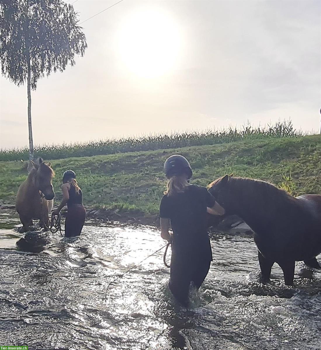 Bild 3: Pflege-/Reitbeteiligung für Ponys/Pferde im St. Galler Rheintal