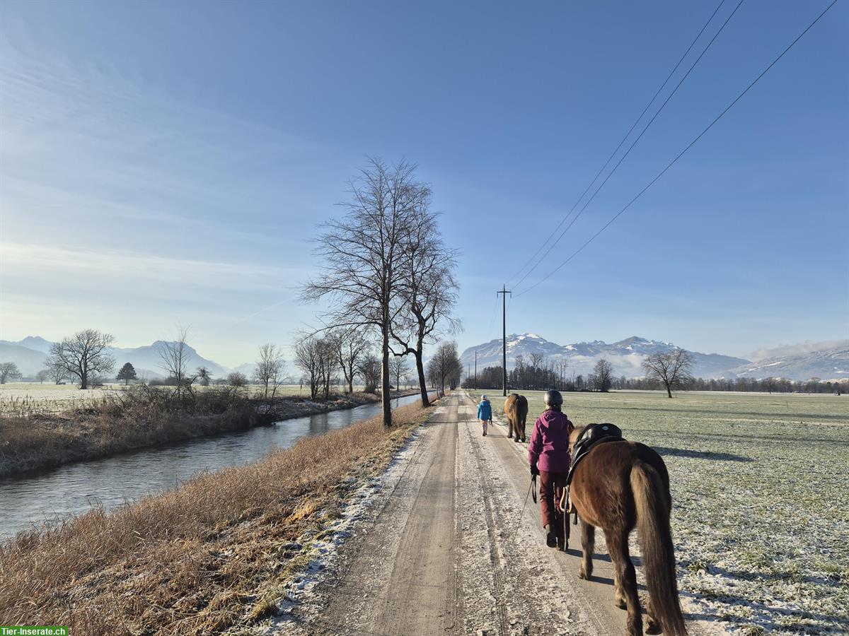 Bild 4: Pflege-/Reitbeteiligung für Ponys/Pferde im St. Galler Rheintal