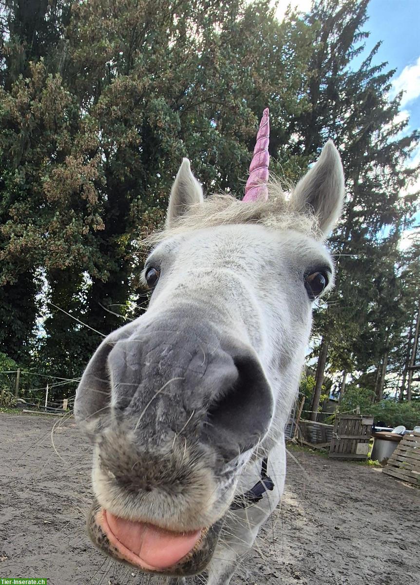 Bild 5: Pflege-/Reitbeteiligung für Ponys/Pferde im St. Galler Rheintal