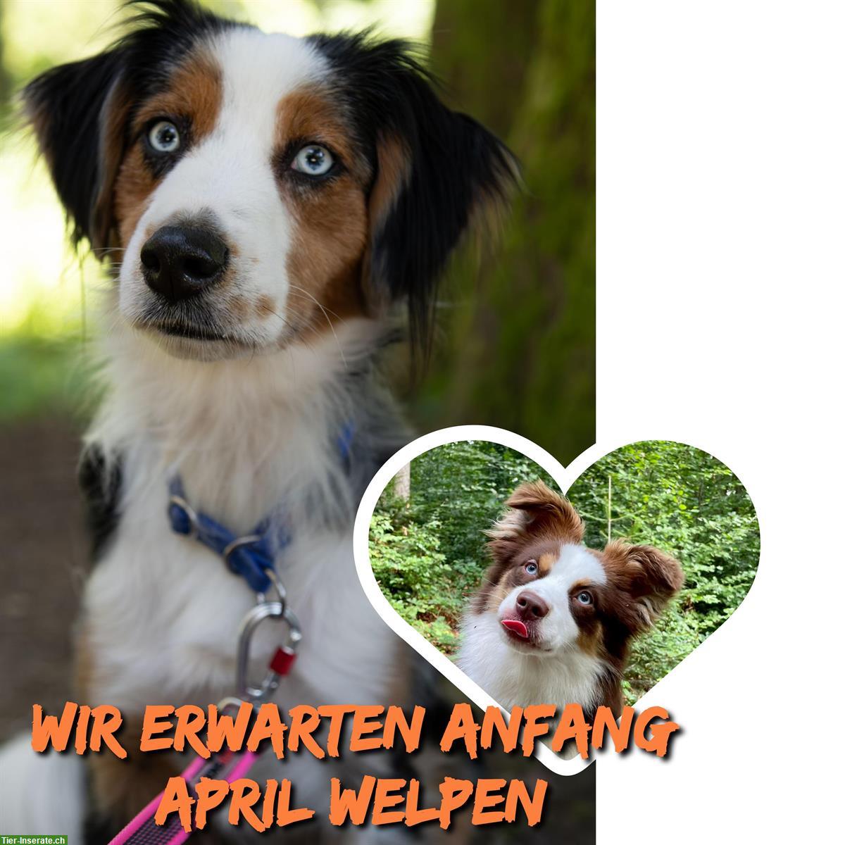 Wir erwarten Miniatur Australian Shepherd Welpen