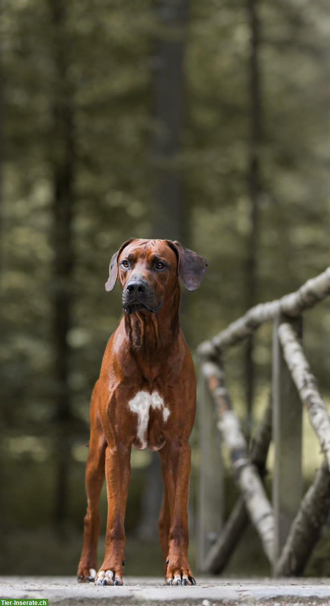 Bild 2: Rhodesian Ridgeback Welpen - Wurferwartung März 2025