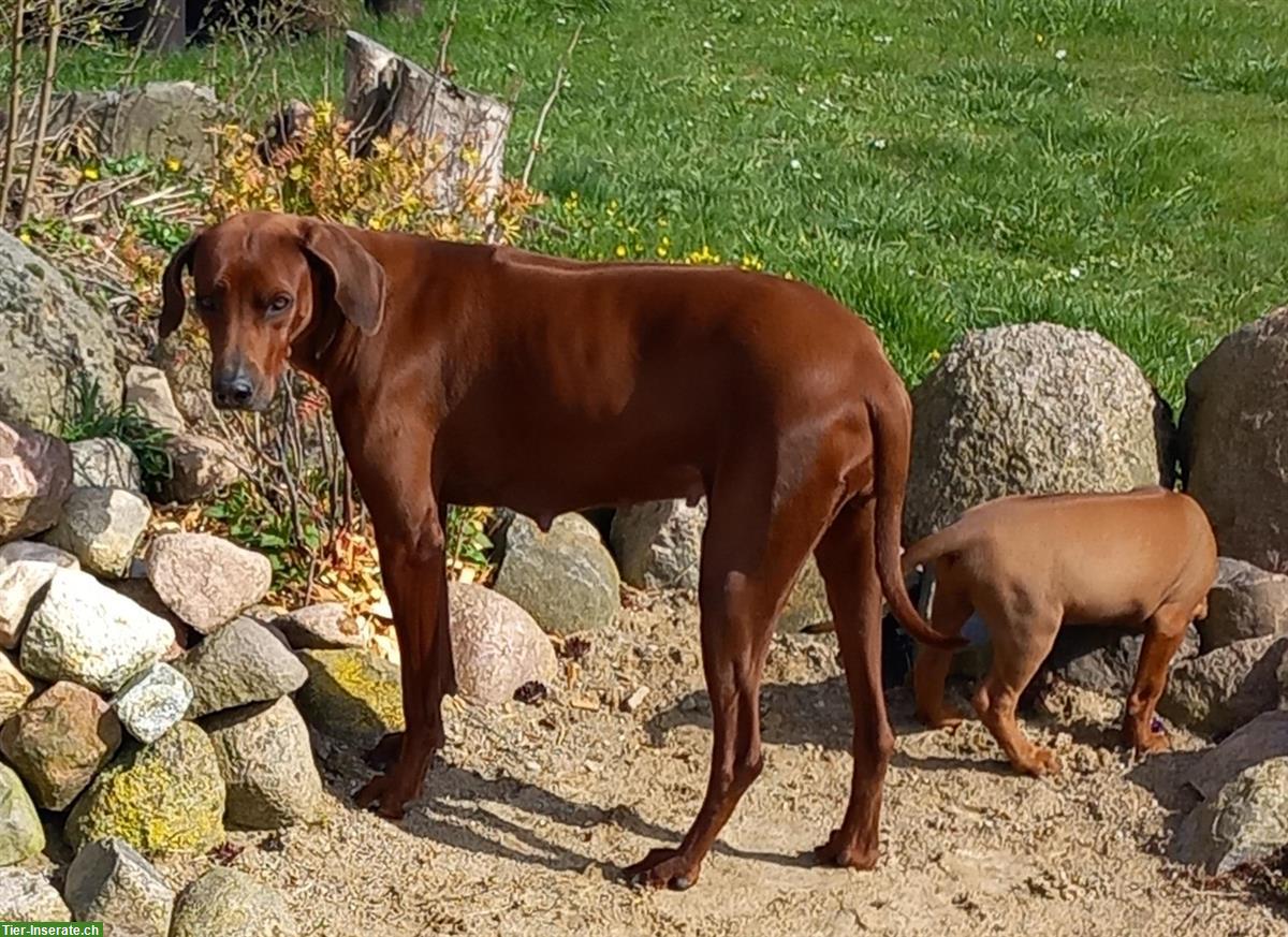 Bild 3: Rhodesian Ridgeback Welpen - Wurferwartung März 2025