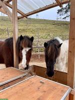 1-2 freie Offenstallplätze für Ponies / Kleinpferde