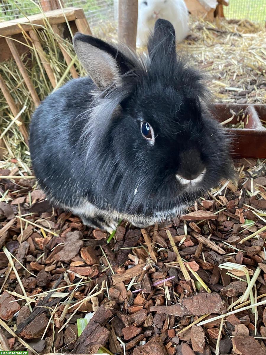 Löwenkopf Zwergkaninchen, männlich, kastriert, 2 Jahre