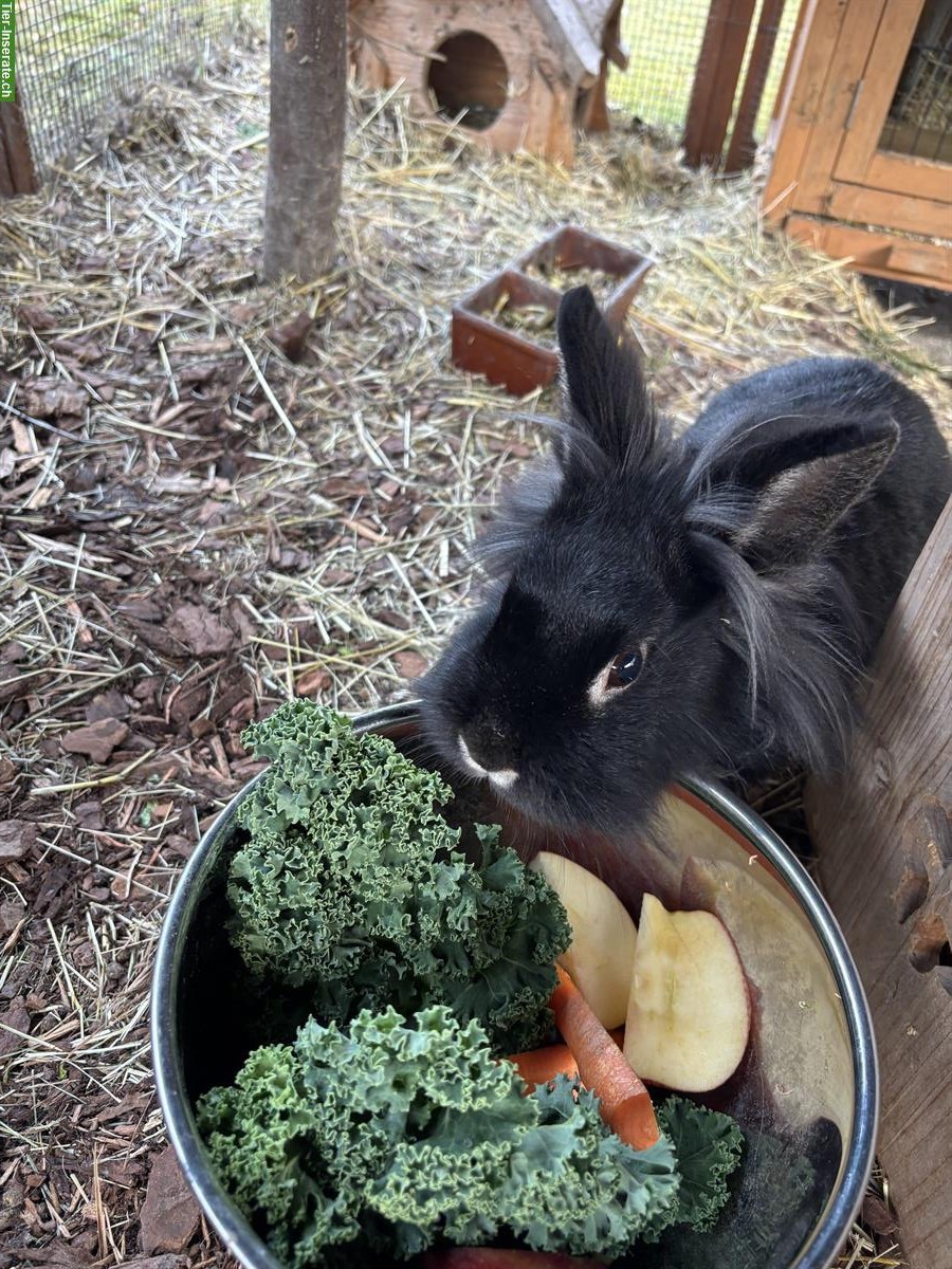 Bild 2: Löwenkopf Zwergkaninchen, männlich, kastriert, 2 Jahre