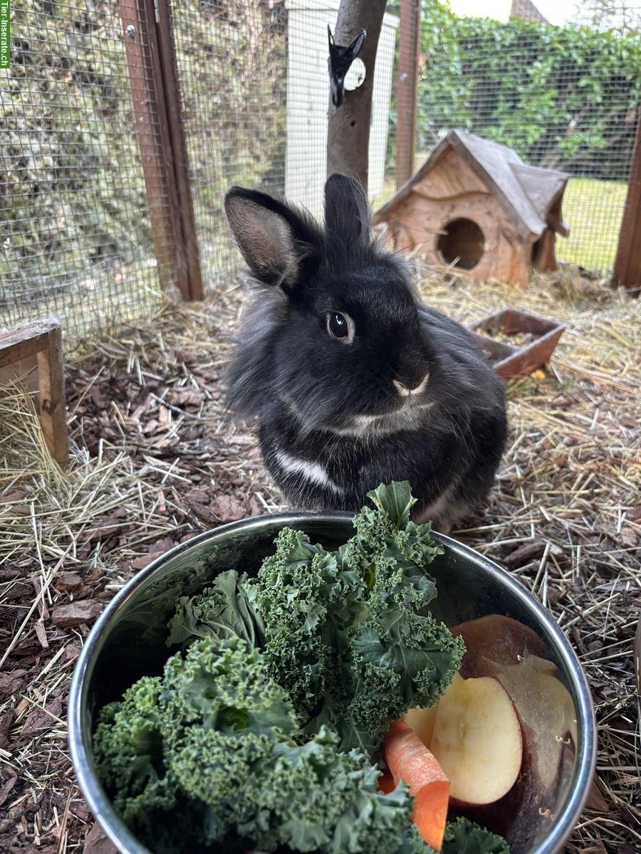 Bild 3: Löwenkopf Zwergkaninchen, männlich, kastriert, 2 Jahre