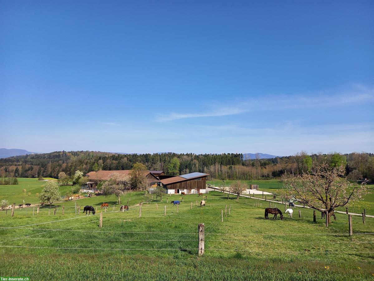 Freie Auslaufboxen in St.Urban, nähe Langenthal, Zofingen