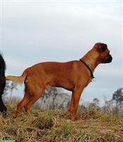 Zwerggriffon Petit Brabancon Rüden, braun & schwarz