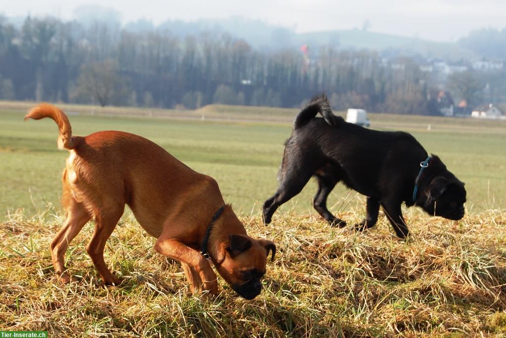 Bild 2: Zwerggriffon Petit Brabancon Rüden, braun & schwarz