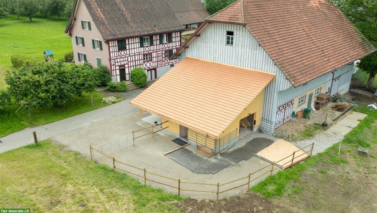 Privater Offenstallplatz für Pony/ Kleinpferd in Heldswil TG