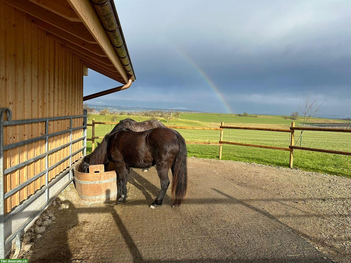 Bild 2: Privater Offenstallplatz für Pony/ Kleinpferd in Heldswil TG