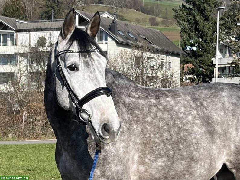 Bild 5: Français Wallach - Dressurpferd zu verkaufen!