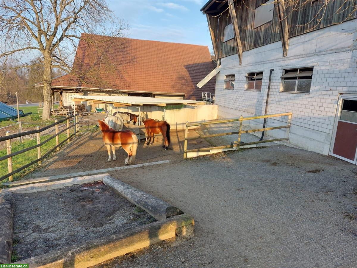 Bild 4: Offenstallplatz für 1-2 Pferde in Root LU