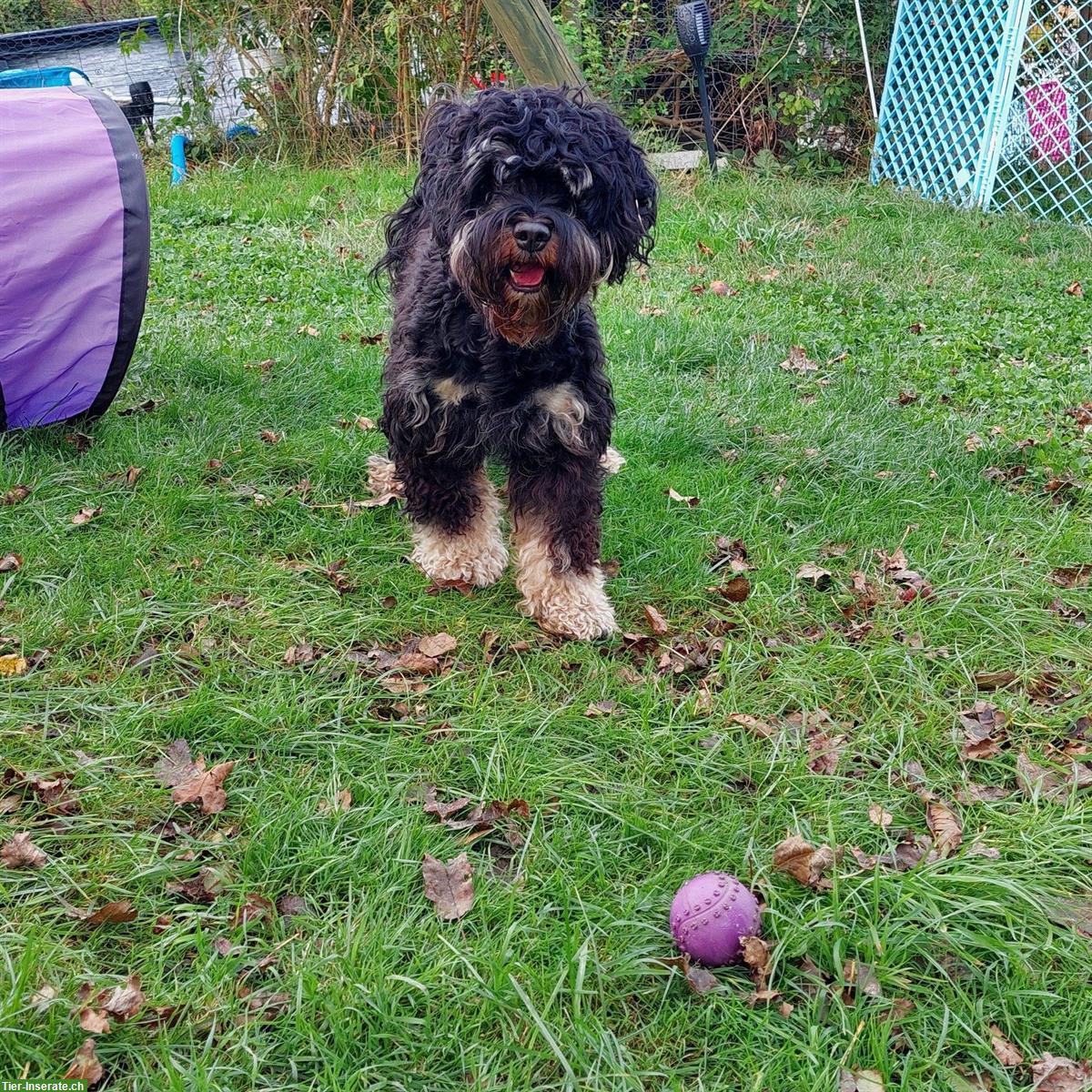 3-jähriger Australian Labradoodle Rüde im Zuchtrecht zu platzieren